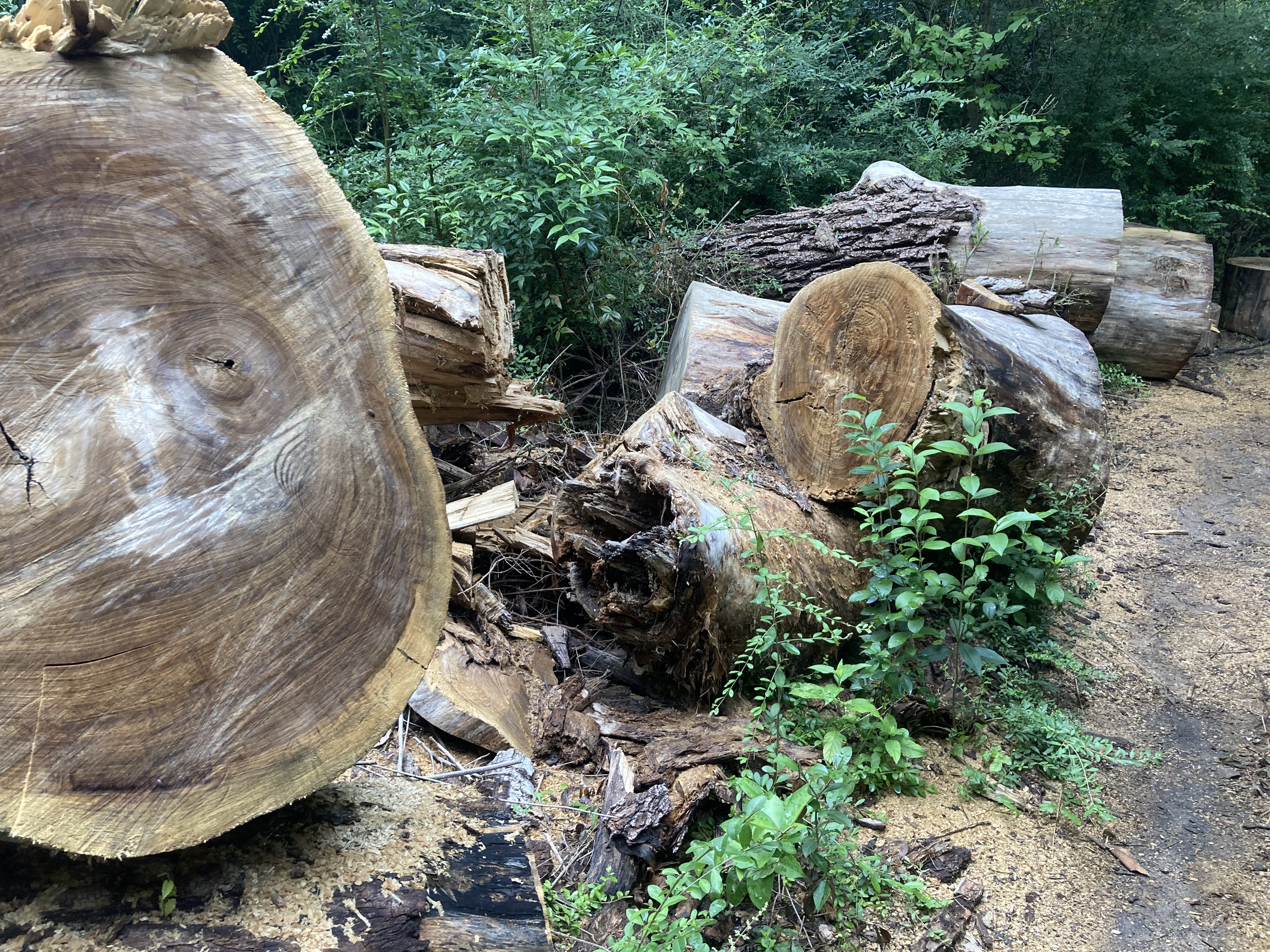 A bunch of pieces of a massive tree 
  that's been cut down. Around it is other 
  small shrubbery.