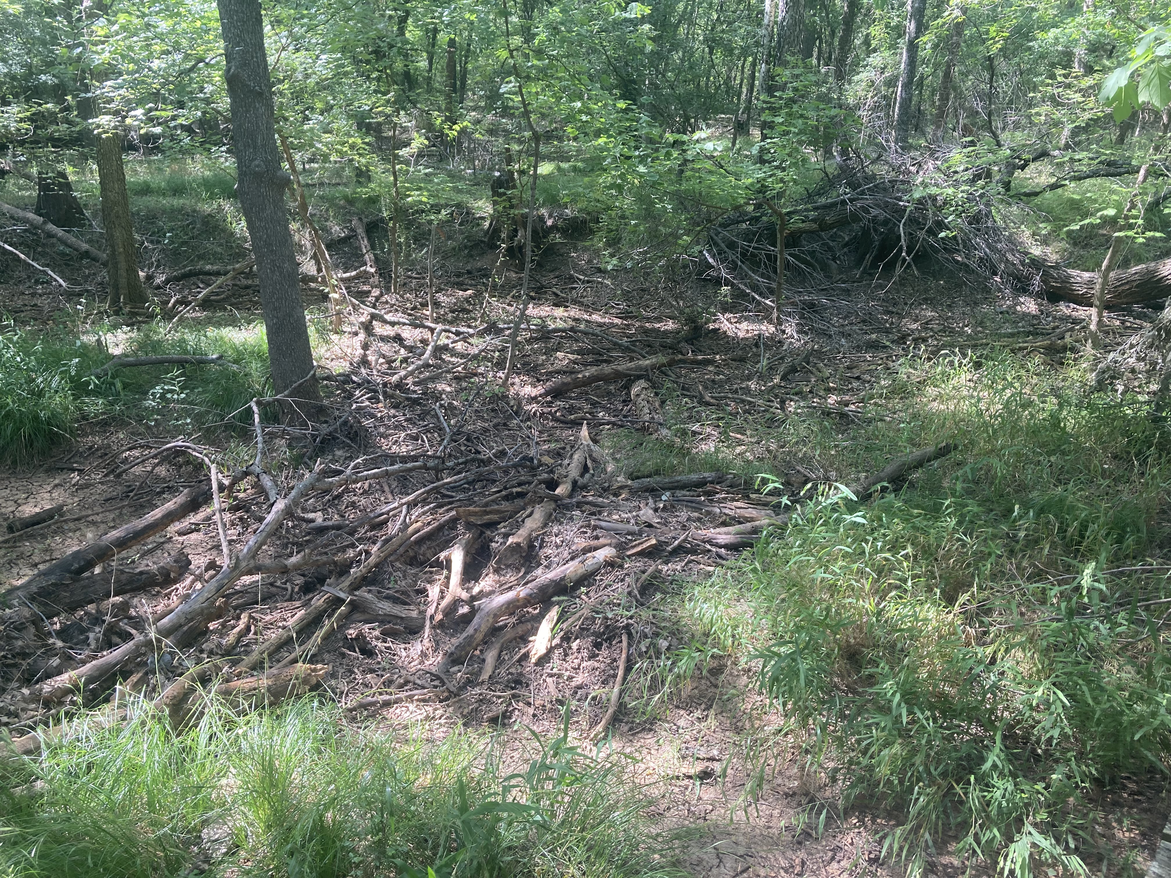 A foresty area with some shrubbery. 
  In the center is a bunch of small trees 
  that have been cut down.
