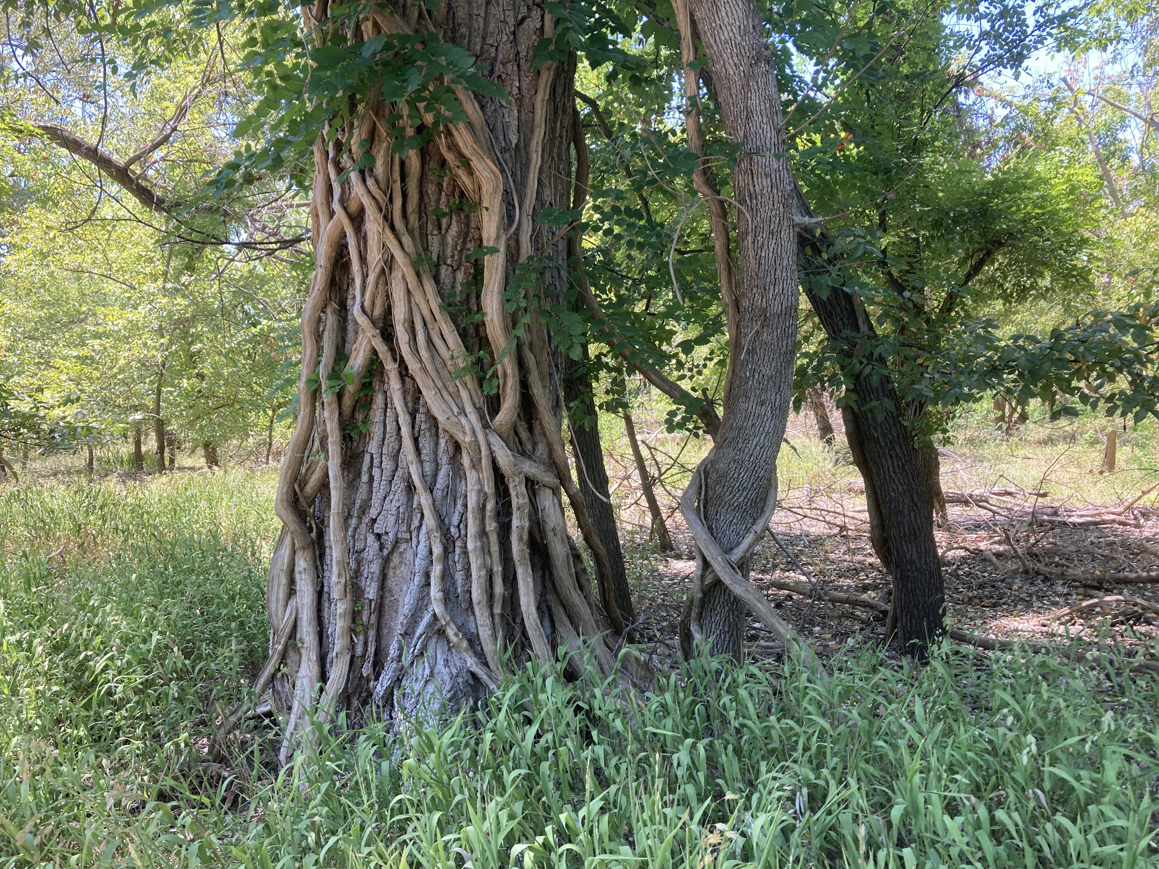 Part of a large tree next to a few 
  smaller ones, with scraggly brown vines 
  growing on it
