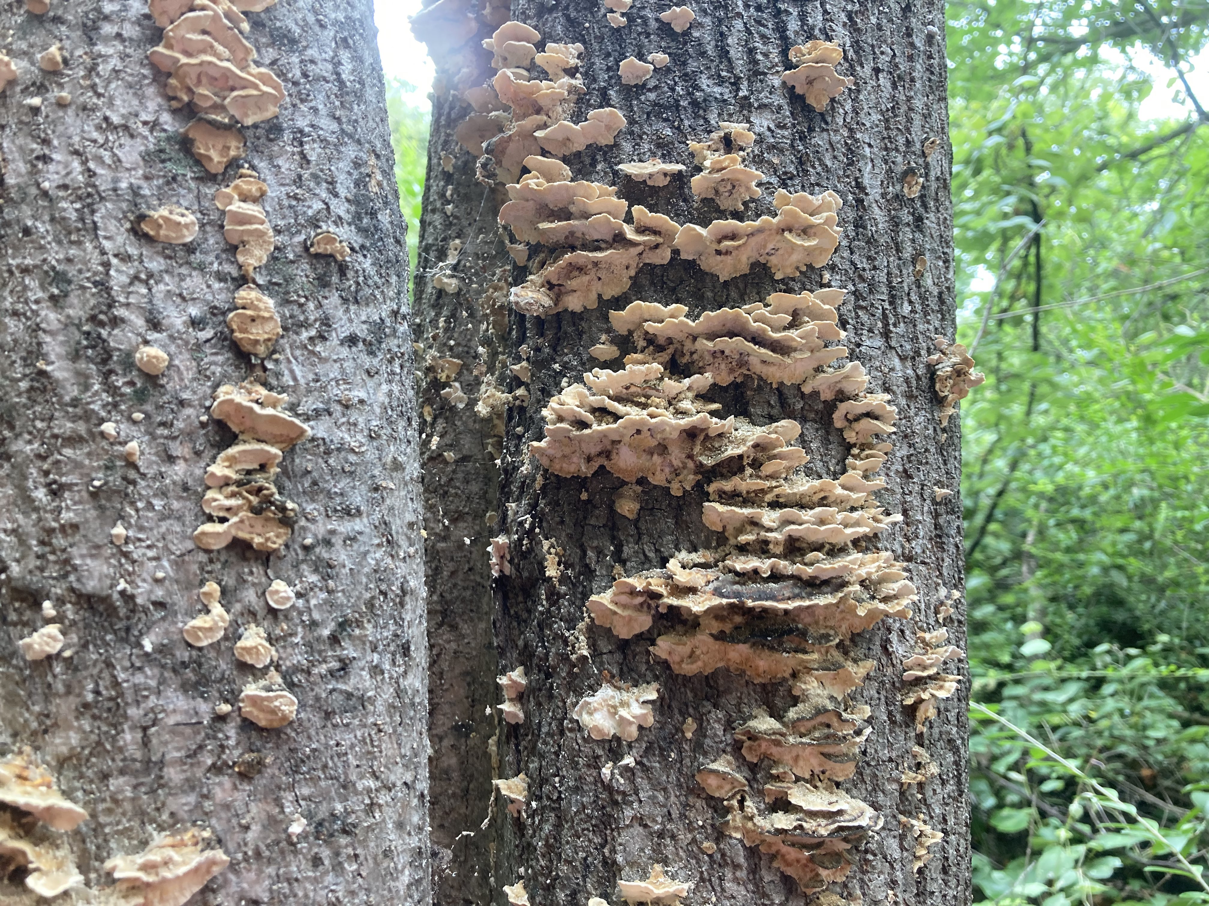 brown mushrooms growing on a tree