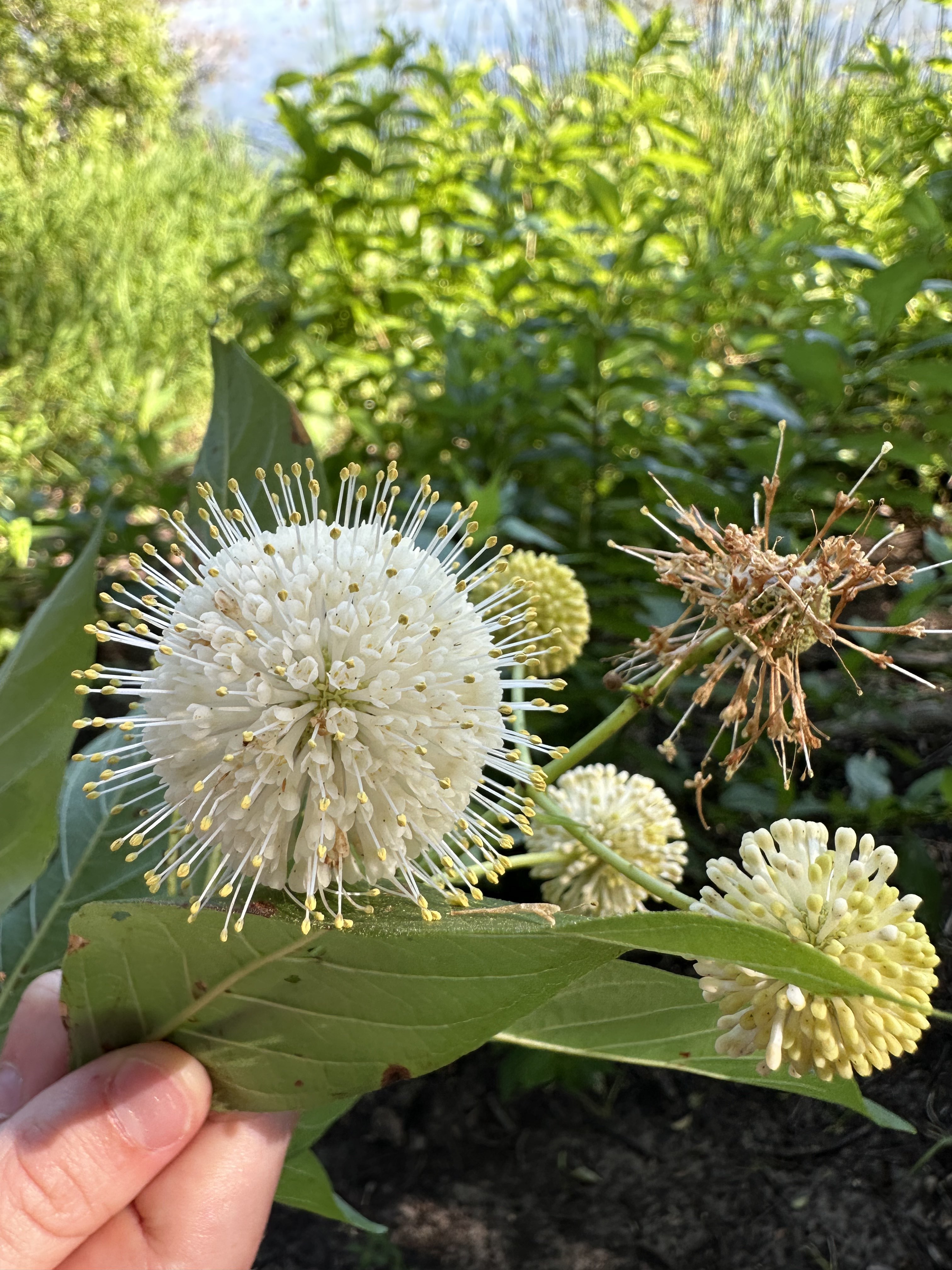 some pretty white spherical flowers 
  that look like they're made of tons of 
  smaller ones with stems pointing out of 
  them. They're being held to the camera 
  by sssomeone's hand.